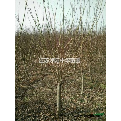 塔柏,地柏,連翹,蜀檜.紅瑞木