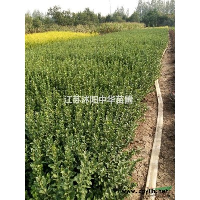 金葉女貞小苗, 紅瑞木小苗，紅葉石楠小苗，冬青小苗,蜀檜小苗