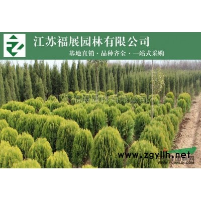 連翹，黃老虎行情報價\連翹，黃老虎圖片展示