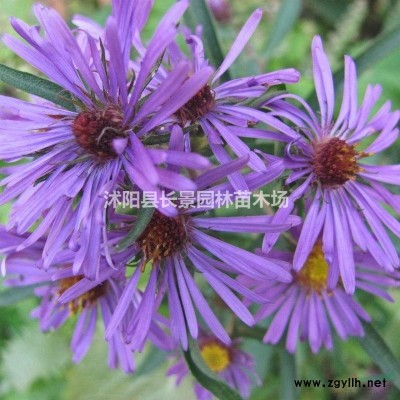 連翹*新報(bào)價(jià)