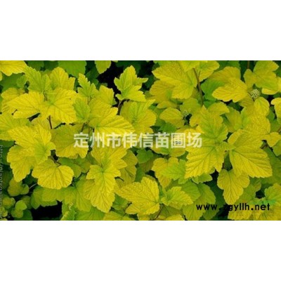 2021年河北連翹 定州連翹農戶低價供應 保定連翹行情報價/2021年河北連翹 定州連翹農戶低價供應 保定連翹圖片展示