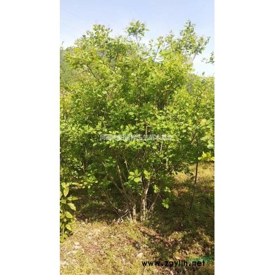 叢生黃櫨，3米叢生黃櫨，4米叢生黃櫨，5米叢生黃櫨