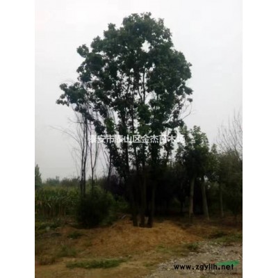 供應(yīng)木槿花，黃櫨，紅櫨，紫葉矮櫻，法桐，白蠟，國槐，櫻花