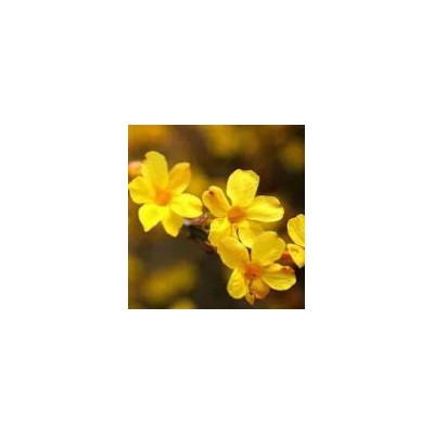 供應(yīng)：香樟、構(gòu)樹(shù)、刺槐、紅楓、柿樹(shù)、櫸樹(shù)、樸樹(shù) 、黃櫨、紅櫨