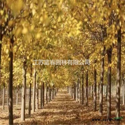 基地大量出售 金葉連翹 金葉連翹小苗 園林金黃地被色塊苗 大小規格* 歡迎來電