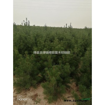 地徑0.4藥用連翹苗~地徑0.5藥用連翹苗價(jià)格優(yōu)惠出售