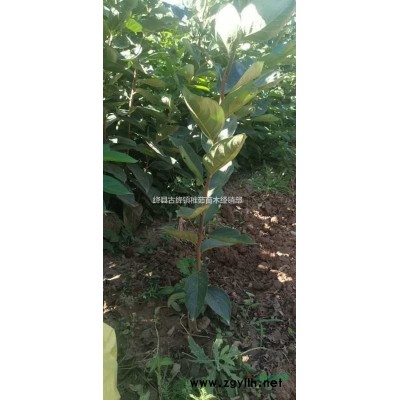 出售藥用連翹苗_山西藥用連翹苗育苗基地批發(fā)_量大