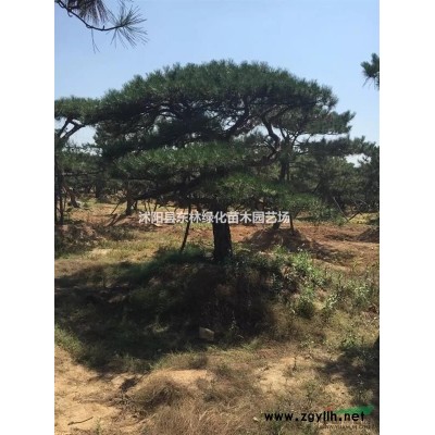 大量供應(yīng)優(yōu)質(zhì)紅瑞木小苗、紅瑞木色塊苗、紅瑞木工程苗