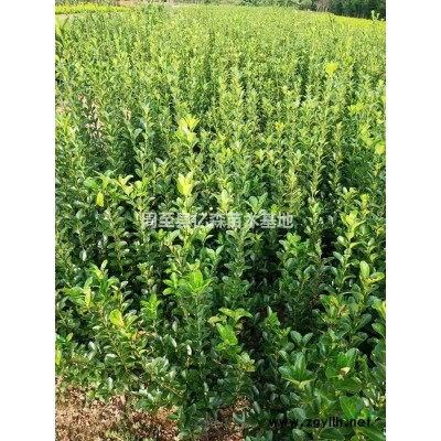 紅瑞木 營養(yǎng)缽紅瑞木 容器紅瑞木 紅瑞木杯苗 50-1米紅瑞木特價(jià)高質(zhì)量