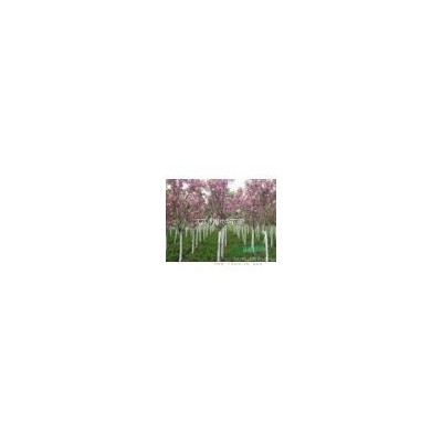 供應，.櫻花.紫薇.紫荊.榆葉梅.紅瑞木.迎春.連翹.青竹.