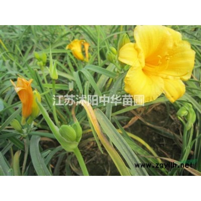 壽心桃、金銀木、丁香、木槿、芙蓉、結(jié)香、木繡球、木香、夾竹桃