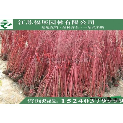 連翹叢生 東北連翹 黃老虎小苗 多分枝連翹批發(fā)