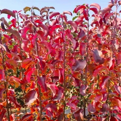 批發 黃櫨杯苗 風景區群植成林 秋季紅葉 街道綠化地種植 根系發達黃櫨苗 價格優惠 歡迎來電