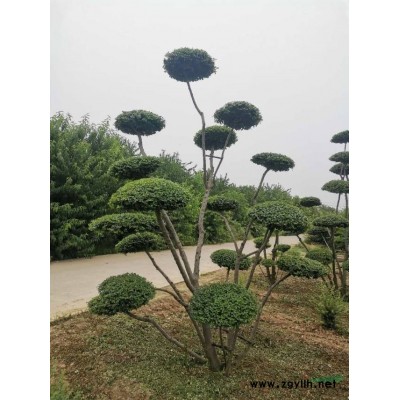 臘梅價格 河南臘梅報價 專業(yè)的臘梅生產(chǎn)基地批發(fā)各種規(guī)格臘梅