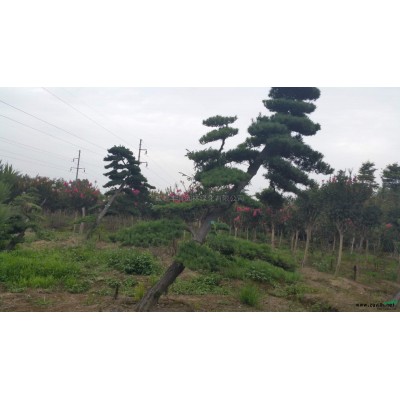 臘梅樁造型行情報(bào)價(jià)/臘梅樁造型圖片展示