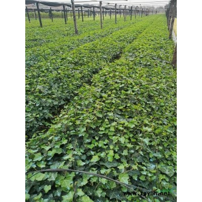 供應叢生臘梅，P100-200，樹桿均勻土球好，價格實惠