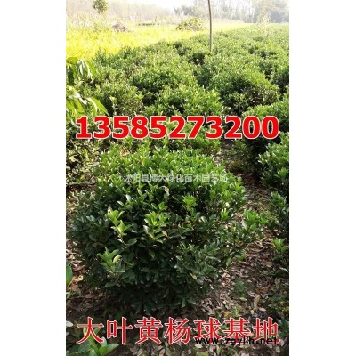 紅瑞木價(jià)格 紅瑞木苗產(chǎn)地 紅瑞木苗圖片 銷售紅瑞木