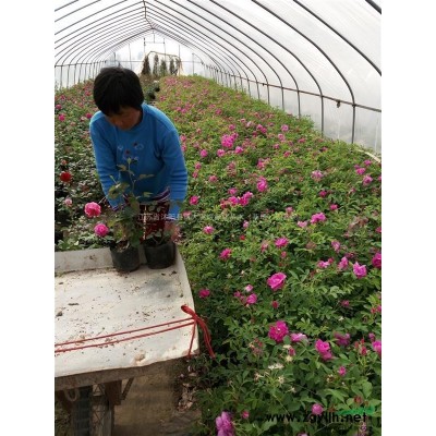 棣棠，衛(wèi)矛.劍麻.薔薇.火棘、海桐、連翹、迎春，月季、紅瑞木
