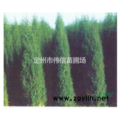 二年生紫丁香產地直銷，河北紫丁香報價，河北紫丁香批發