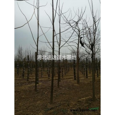 連翹苗，大叢生連翹，獨干連翹花灌木