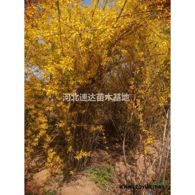 黃櫨花灌木，叢生黃櫨兩年苗