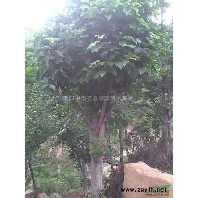 優質特價河南南陽黃櫨產地直銷