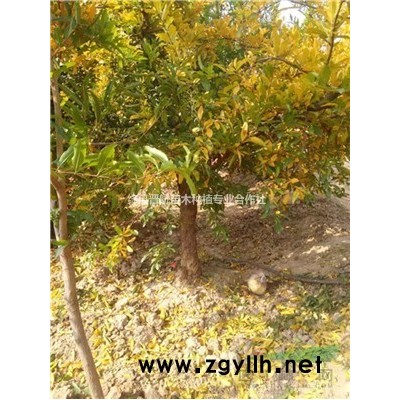連翹苗一畝種植多少株？藥用連翹苗-1年2年連翹苗