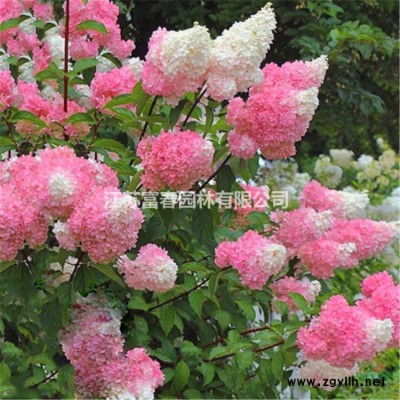 苗圃批發 金葉連翹 花葉連翹 金邊連翹 各種規格杯苗 地苗 工程苗 根系發達成活率高 庭院布*景觀苗