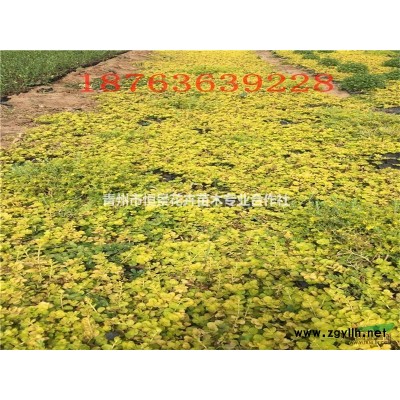 紅瑞木自產(chǎn)自銷 紅瑞木種植基地 紅瑞木批發(fā)價(jià)格