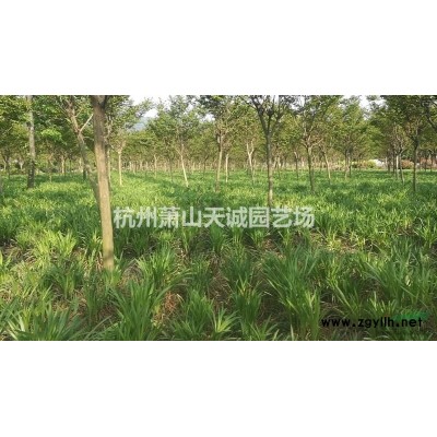 供應(yīng)紅瑞木裸根苗、小毛球