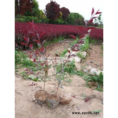 紅瑞木 叢生紅瑞木 營養(yǎng)杯紅瑞木 陜西紅瑞木價(jià)格0.7元出售