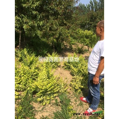供應連翹苗·叢生連翹苗·荒山造林連翹苗