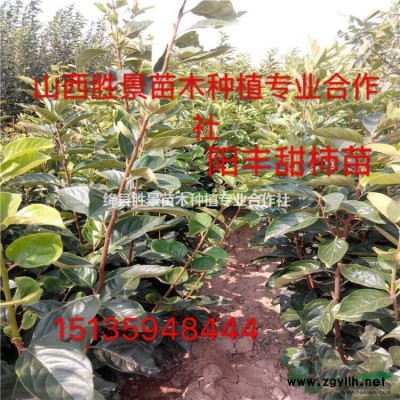 供應連翹樹小苗·叢生連翹、綠化連翹樹價格圖片產地詳情山西地區
