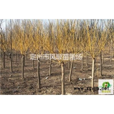 出售獨(dú)桿黃花丁香 獨(dú)桿黃花丁香基地 獨(dú)桿黃花丁香廠家