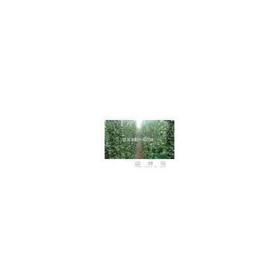法桐、垂柳、曲柳,馬褂木、紅瑞木、銀杏、水杉、白臘、欒樹(shù)