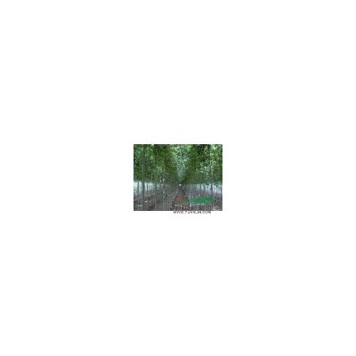 紫丁香價(jià)格  80-100公分丁香球