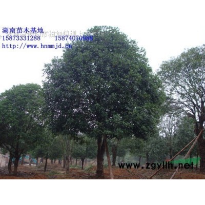 湖南石榴樹  花石榴價(jià)格 石榴樹價(jià)格 果石榴
