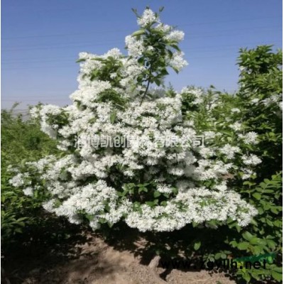 淄博凱創(chuàng)園林觀賞性喬木樹種——黃櫨