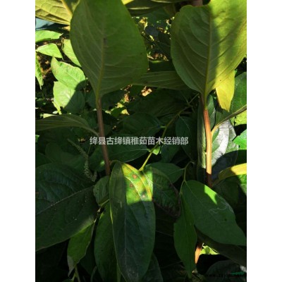 藥用連翹苗~供應(yīng)1年藥用連翹苗、2年藥用連翹苗~量大