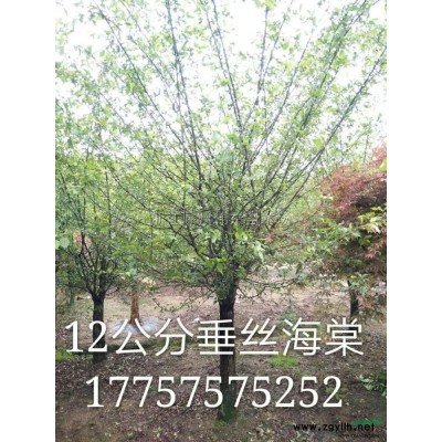 浙江高桿櫻花批發(fā)/供應