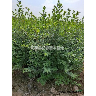 連翹 營養(yǎng)杯連翹 連翹叢生 陜西西安周至種植戶連翹優(yōu)產地直發(fā)