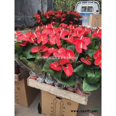 紅瑞木基地紅瑞木價(jià)格