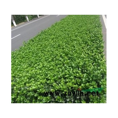 紅瑞木產(chǎn)地直銷(xiāo)