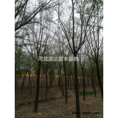 丁香花，叢生丁香，嫁接矮冠丁香