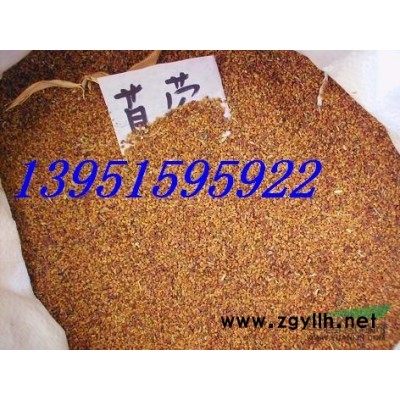 現(xiàn)貨供應(yīng)多種規(guī)格的迎春，連翹，紅瑞木，棣棠，木槿等花灌木