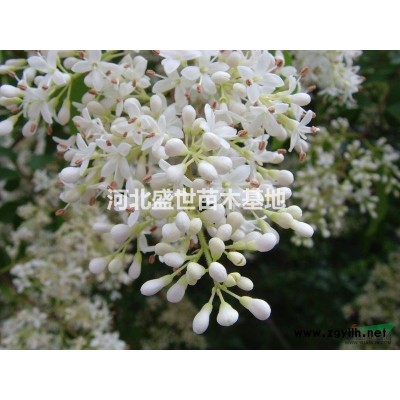 專業(yè)的紅瑞木種植基地 價格優(yōu)惠