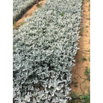 金葉連翹農(nóng)戶直銷 金葉連翹種植基地 金葉連翹批發(fā)價(jià)格