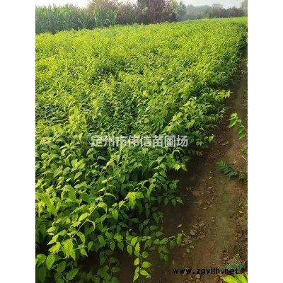 處理連翹，河北連翹，河北優質連翹專業種植基地