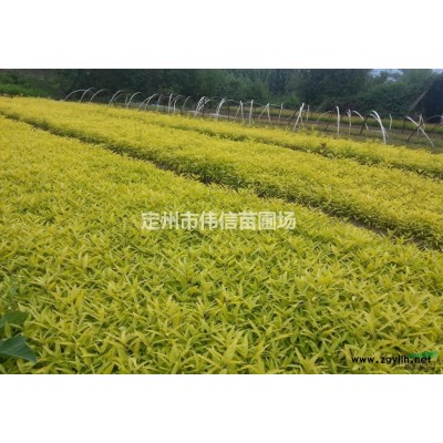連翹價格，華北連翹價格，河北連翹價格
