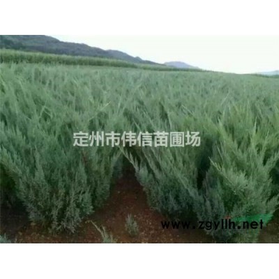 連翹，華北連翹，金鐘連翹，東北連翹，直立連翹